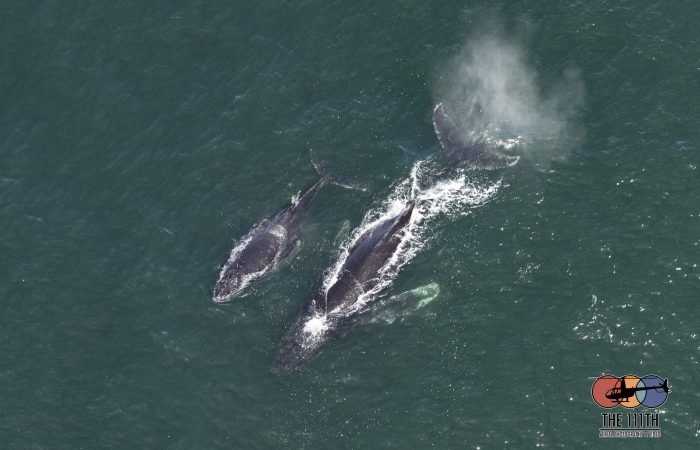 Humpback Whales